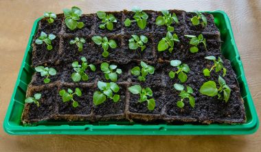 Turba tencere fide ile kapsayıcısı.