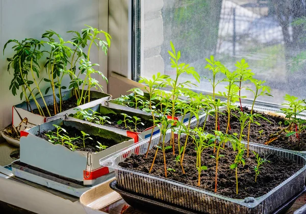 Seedlings of flowers on the windowsill. — Stock Photo, Image