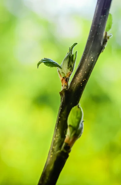 First Spring Leaves Apple Tree Branch Macro — Stock Photo, Image