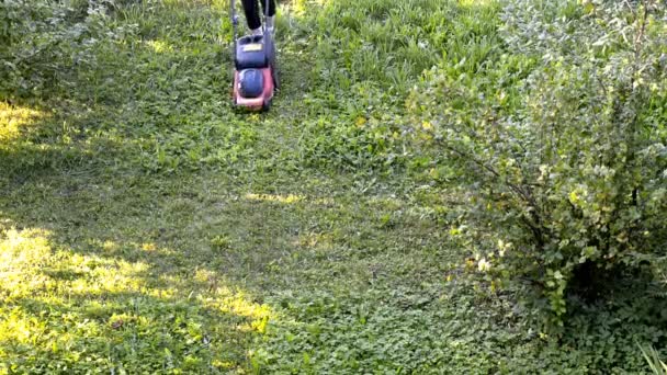 Kadın çim biçme makinesiyle çimleri kesiyor. Bahçede çim biçme makinesi olan bahçıvan yazın çimenleri buduyor.. — Stok video