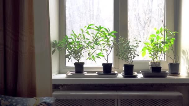 Plántulas de arbustos en macetas en el alféizar de la ventana. Atropellado . — Vídeos de Stock