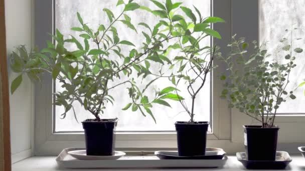 Zaailingen van struiken in potten op de vensterbank. Wachtend op het planten in de grond. Dolly uit.. — Stockvideo