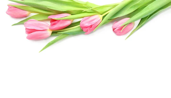 Beautiful tulips on white background — Stock Photo, Image