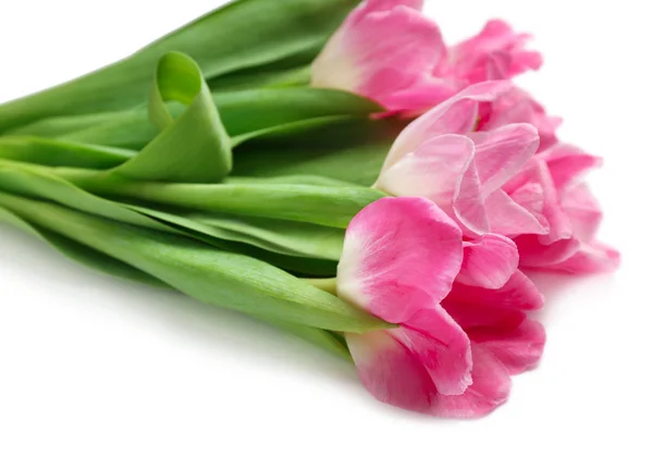 Beautiful fresh tulips on white background, closeup — Stock Photo, Image