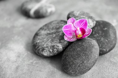Spa taşlar ve gri masada güzel orkide çiçek