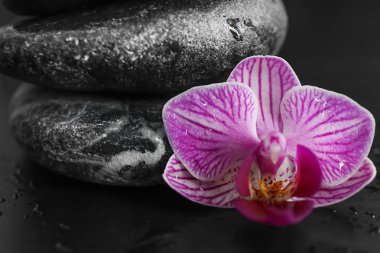 Spa taşlar ve koyu arka plan, closeup güzel orkide çiçek