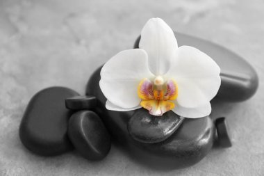 Spa taşlar ve gri tablo, closeup güzel orkide çiçek