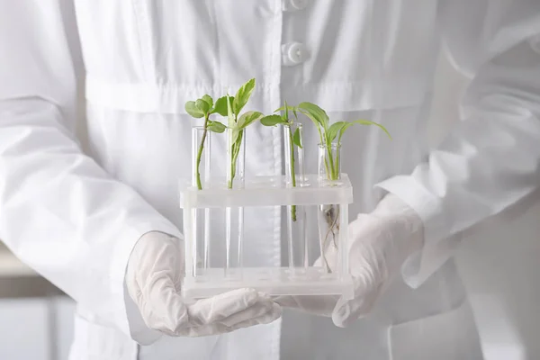 Trabajador de laboratorio sosteniendo tubos de ensayo con plantas, primer plano —  Fotos de Stock