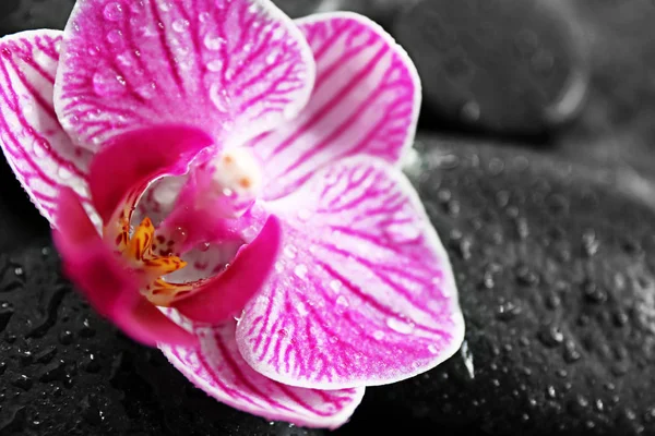 Schöne Orchideenblume auf Kursteinen, Nahaufnahme — Stockfoto