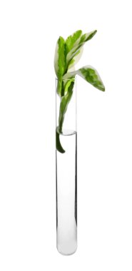 Beyaz arka plan üzerinde bitki ile test tüpü