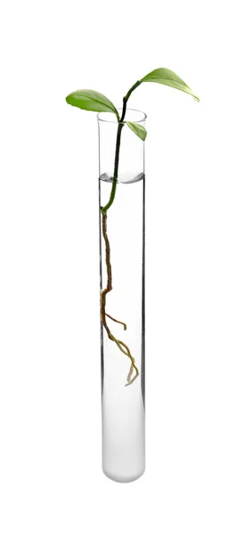Reagenzglas mit Pflanze auf weißem Hintergrund — Stockfoto