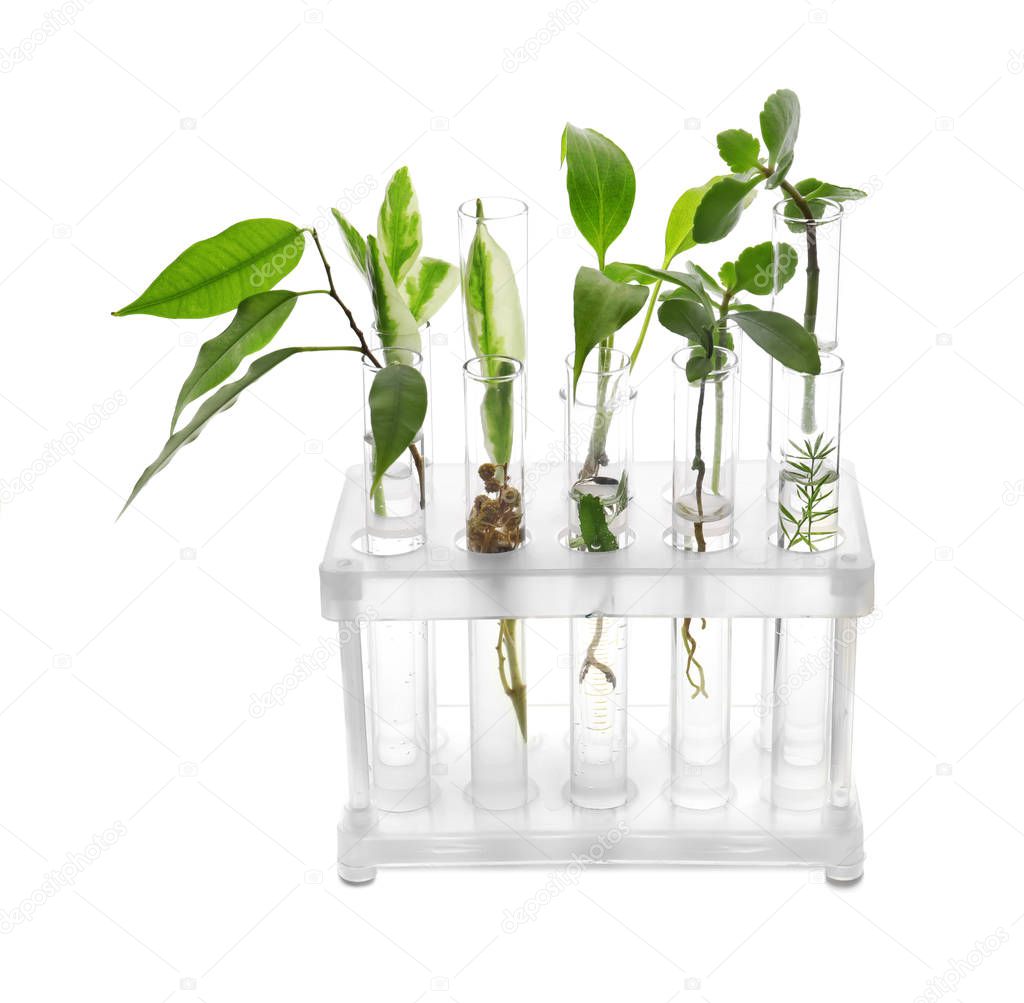 Test tubes with plants in stand on white background
