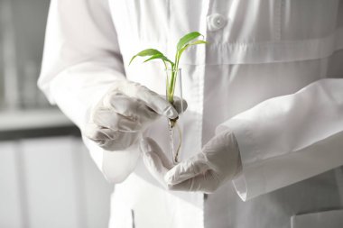 Tüp bitki, closeup ile tutarak laboratuar işçisi