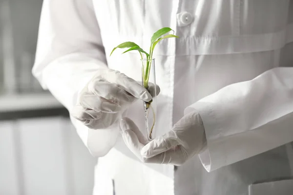 Trabajador de laboratorio sosteniendo tubo de ensayo con planta, primer plano —  Fotos de Stock