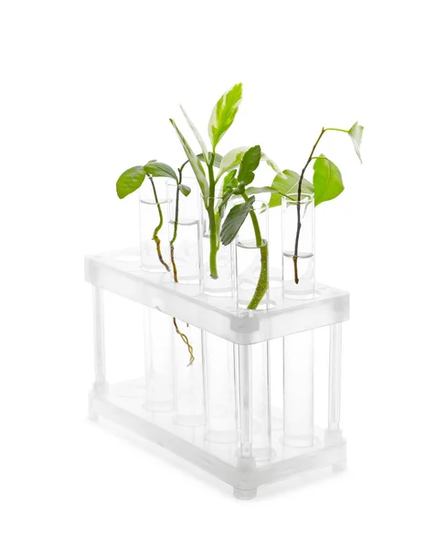 Test tubes with plants in stand on white background — Stock Photo, Image