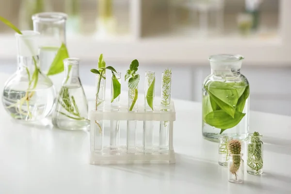 Vidros químicos com plantas à mesa em laboratório — Fotografia de Stock