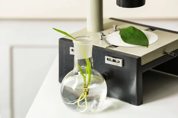 Φιάλη με φυτό στο τραπέζι στο εργαστήριο — Φωτογραφία Αρχείου