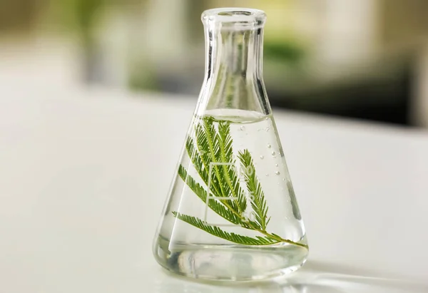 实验室内桌上有植物的烧瓶 — 图库照片