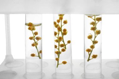 Beyaz arka plan, closeup rafına çiçeklerle test tüpleri