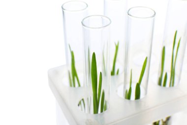 Test tüpleri bitkiler tutucu beyaz arka planda, closeup ile