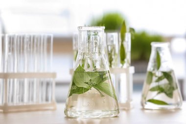 Şişeyi masada bitki ile