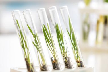 Test tüpleri üzerinde arka plan bulanık bitkilerde