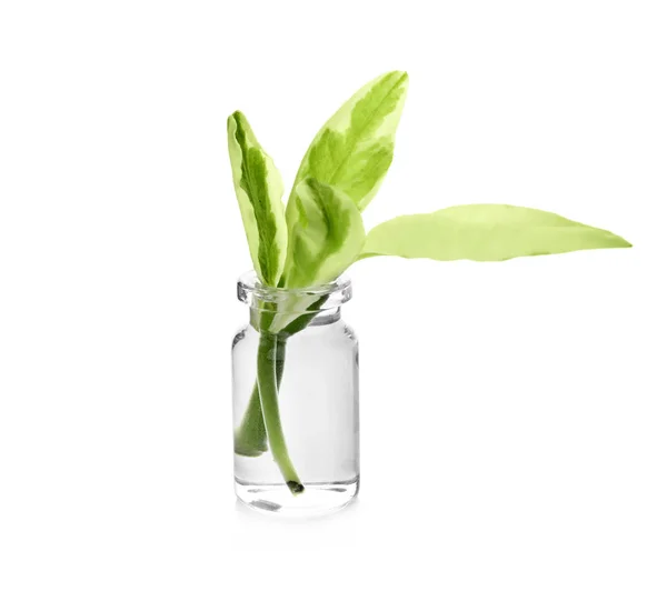 Botol kaca dengan tanaman di latar belakang putih — Stok Foto