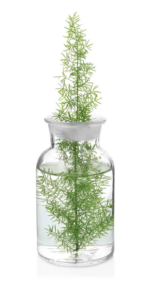 Скляна колба з рослиною на білому тлі — стокове фото