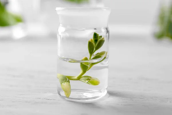 Glass flask with plant on table in laboratory — Stock Photo, Image