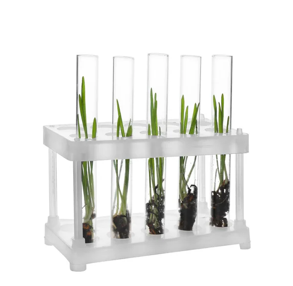 Test tubes with plants in holder on white background — Stock Photo, Image