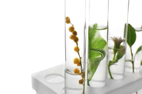 Kémcsövek növényekkel tartóban, fehér háttér, Vértes — Stock Fotó