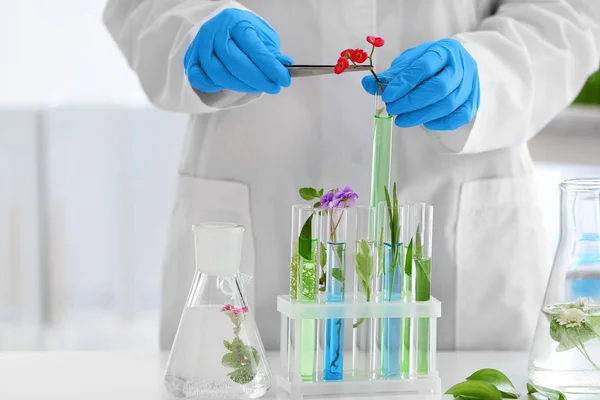 Scientist working with plants in laboratory — Stock Photo, Image