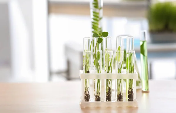 Kémcsövek növényekkel tartó asztal — Stock Fotó
