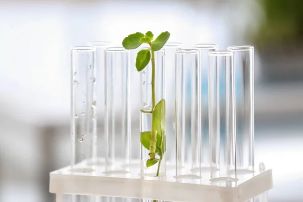 Tubos de ensayo con planta sobre fondo borroso — Foto de Stock