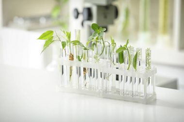 Test tüpleri ile bitkiler laboratuvar tablo