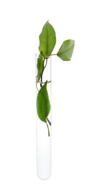 Beyaz arka plan üzerinde bitki ile test tüpü