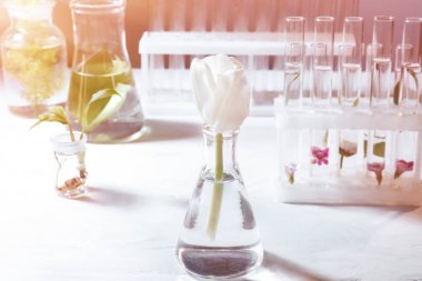 Cam şişeyi masada çiçek