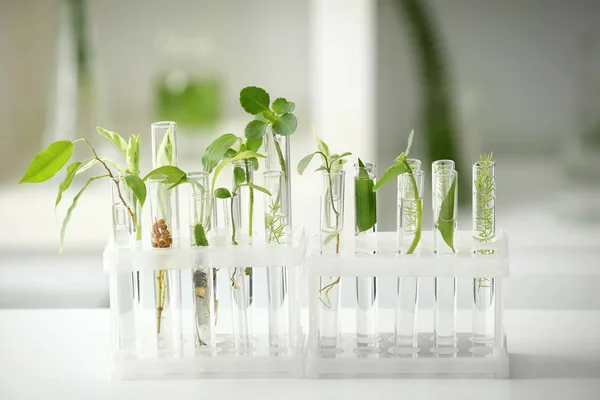 Kémcsövek, növények, a laboratóriumi asztalon — Stock Fotó