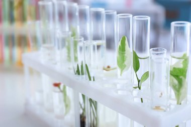 Test tüpleri ile bitkiler tutucu tablo