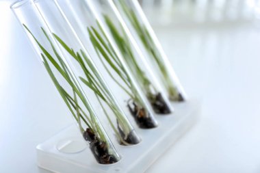 Test tüpleri açık renkli üzerinde bitkilerde