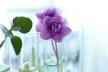 Test tüpleri, closeup bitkilerde