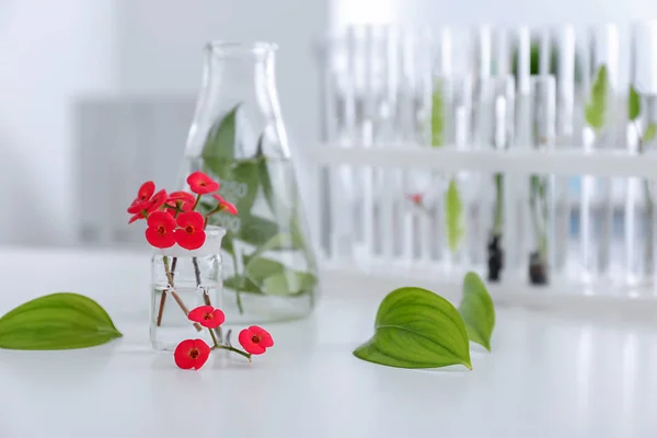 Glassware with plants on table — Stock Photo, Image