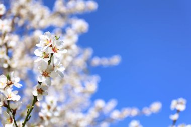 Gökyüzü arka plan üzerinde çiçek açması meyve ağacının dalını