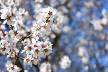 Arka plan bulanık üzerinde çiçek açması meyve ağacının dalları