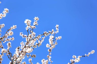 Gökyüzü arka plan üzerinde çiçek açması meyve ağacının dalları