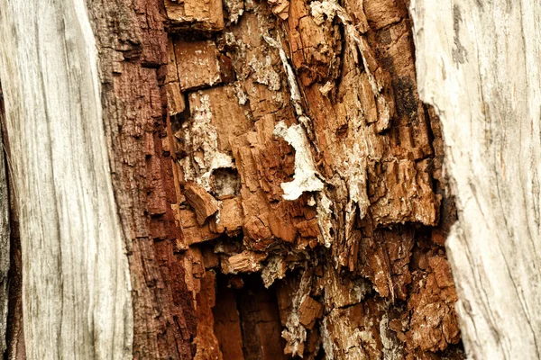 Tree bark texture, closeup — Stock Photo, Image