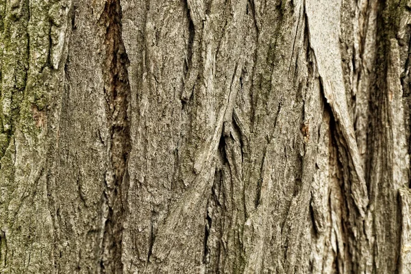 Textura de corteza de árbol, primer plano — Foto de Stock