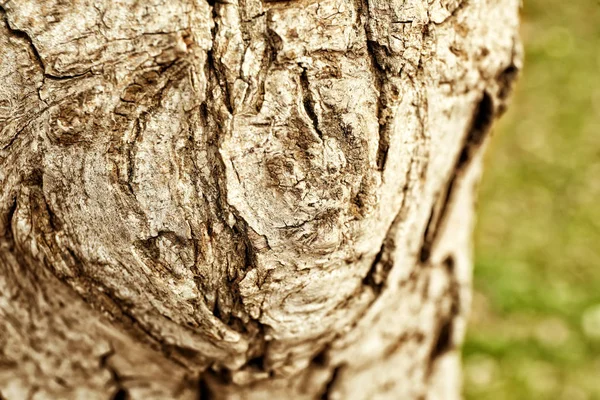 Textura da casca da árvore, close-up — Fotografia de Stock