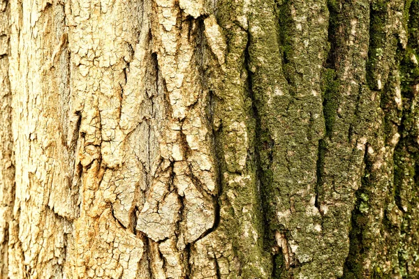Yosun, closeup kaplı ağaç gövdesi — Stok fotoğraf