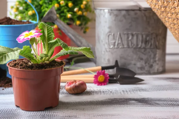 Квітка горщика біля інструментів для садівництва на дерев'яному столі — стокове фото